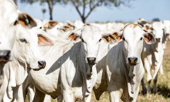 Indea-MT prorroga campanha de atualização de estoque de rebanhos