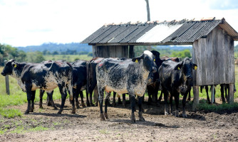 Mais de 50 mil produtores rurais já comunicaram estoque de rebanho ao Indea