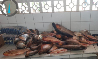 Sema e PM apreendem 87 quilos de pescado ilegal na região do Pantanal