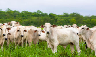 MT bate recorde histórico com abate de 627 mil cabeças de gado em maio