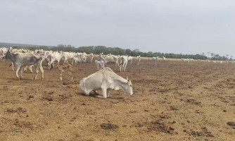 Fazendeiro é multado em R$ 3 milhões por deixar gado morrer de fome em Sapezal