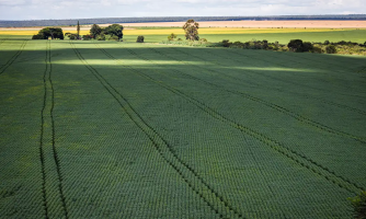 Em menos de quatro décadas, área destinada à soja cresce nove vezes