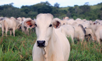 Agricultura confirma casos de vaca louca em frigoríficos de MG e MT, e exportação de carne bovina para China é suspensa