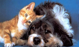 ALMT aprova Projeto que proíbe cirurgias estéticas em animais