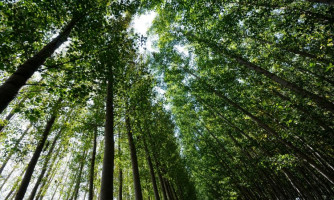 Aprovadas na ALMT, reposição florestal e proibição da taxação da energia solar favorecem o agronegócio