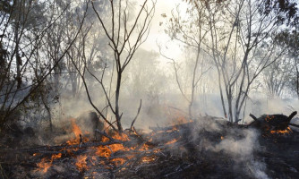 Câmara aprova regras para uso controlado do fogo em práticas agrícolas