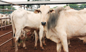 Caso suspeito de vaca louca em frigorífico de BH derruba preço do boi na Bolsa