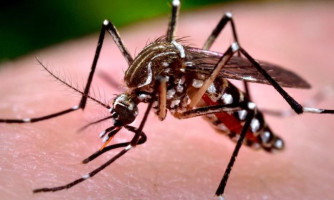 Casos de dengue aumentam 112% em um ano em MT