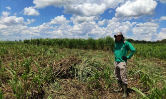 Com baixo custo e rentável em período de estiagem, produção de capiaçu é referência para produtores