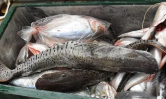 Comerciantes e pescadores profissionais devem declarar estoque até quarta-feira