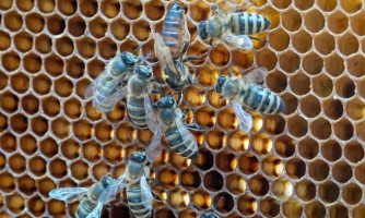 COMUNICADO: Ocorrência de Cria Pútrida Europeia-Loque Europeia, no Estado de Mato Grosso