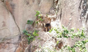 Corpo de Bombeiros de MT resgata cadela presa em paredão a 45 metros de altura