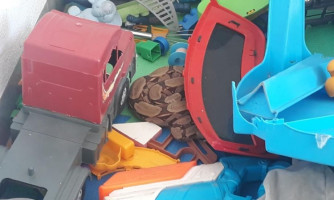 Criança de três anos encontra jiboia em meio a brinquedos dentro de casa