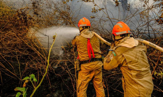 FAKE NEWS: Imagens de animais mortos em incêndios florestais não são em Mato Grosso