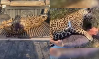 Foragido, fazendeiro nega ter matado onça a tiros e diz que vídeo foi brincadeira de mau gosto