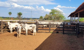 Gado furtado é recuperado pela Polícia Civil em São José dos Quatro Marcos