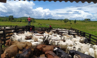 Golpista que causou prejuízo estimado em R$ 2 milhões a pecuaristas de MT é preso no interior de Goiás