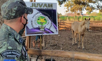 Homem que chutou cabeça de cavalo 