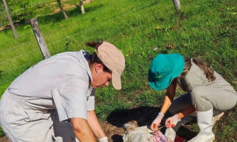 Indea e Empaer identificam causa de morte de vaca por Diarréia Viral Bovina