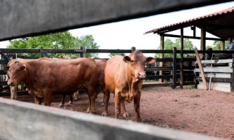 Indea-MT ganha reforço de entidades em ações de defesa sanitária na fronteira