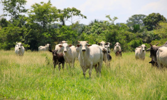 Mato Grosso registra recorde de abates de bovinos e exportações em abril de 2024