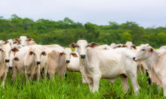 Ministério da Agricultura suspende vacinação da febre aftosa em Mato Grosso a partir de novembro