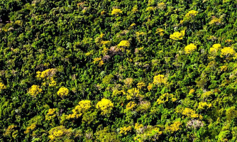 Nova Lei estadual incentiva plantio de espécies nativas em áreas desmatadas