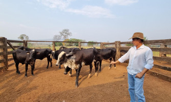 Em Pontes e Lacerda novilhas do projeto de transferência de embriões do Governo de MT produzem até 200% litros de leite a mais do que média do Estado