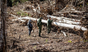 Operação Amazônia aplicou R$ 979 milhões em multa nos 7 primeiros meses do ano