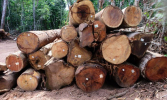 Período proibitivo para exploração do manejo sustentável começa nesta quarta-feira (1°)