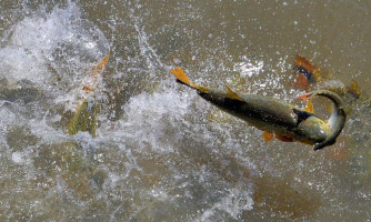 Pescador amador só pode atuar na modalidade 