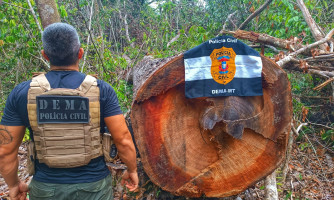 Polícia Civil desarticula ponto utilizado por criminosos para extração ilegal de madeira em Querência