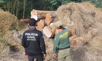 Polícia Civil flagra madeireiras operando irregularmente e apreende 600 metros cúbicos de madeira