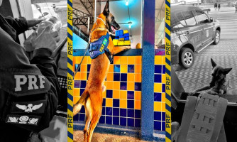 PRF apreende maconha em ônibus com auxílio dos cães