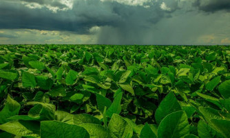 Produção de soja em MT deve atingir novo recorde com 42,82 milhões de toneladas