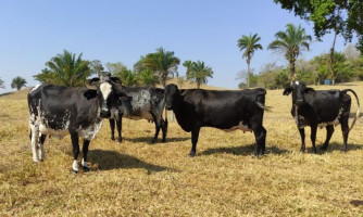 Produtores de Araputanga participam de Dia de Campo sobre bovinocultura e melhoramento genético