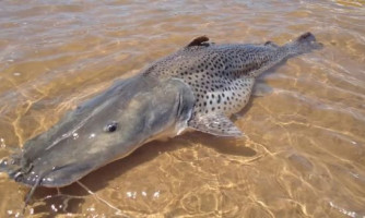 Sema deve liberar pesca do pintado após plano de recuperação em MT