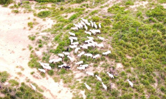 Sema e PM apreendem 500 cabeças de gado, tratores e toras de árvore ameaçada de extinção