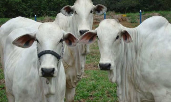 Semana tem elevação nos preços do boi gordo e leite pago ao produtor