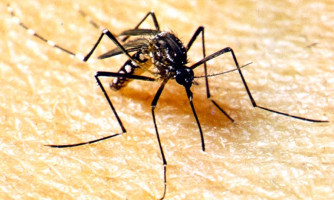 SES alerta para importância de reforçar o combate à dengue durante período chuvoso