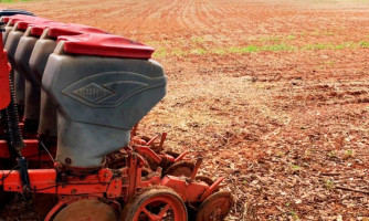 Sorriso, Campo Novo, Nova Ubiratã, Sapezal e Nova Mutum tem maiores áreas plantadas de soja