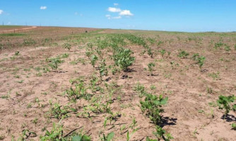 Vazio sanitário em Mato Grosso começa dia 15 e acaba em setembro