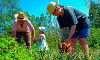 Vereador indica doação de mudas e sementes para agricultura familiar de Pontes e Lacerda