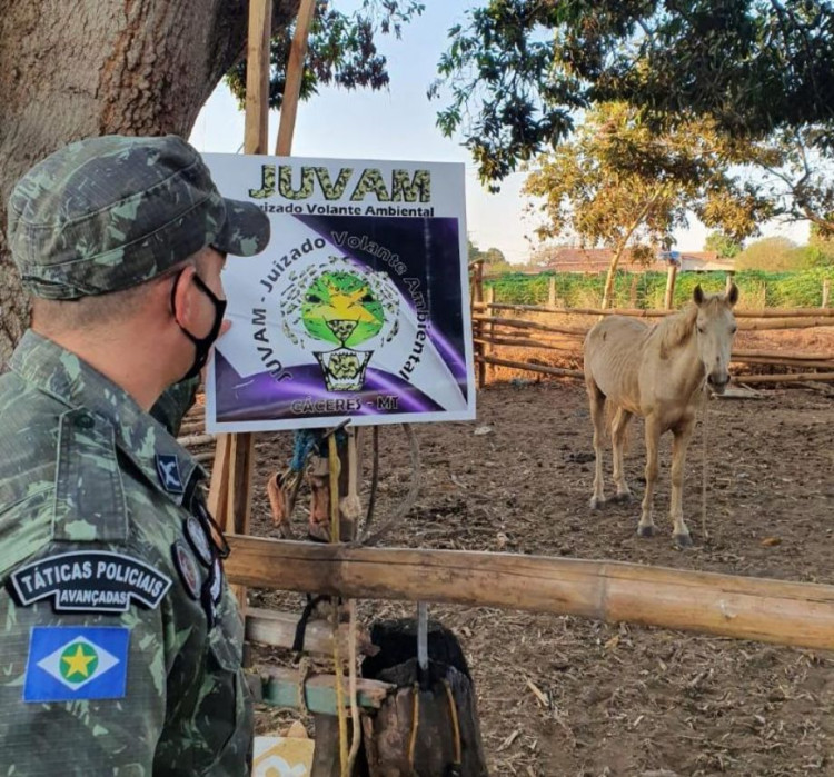 Homem que chutou cabeça de cavalo 