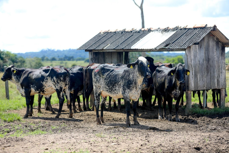 Mais de 50 mil produtores rurais já comunicaram estoque de rebanho ao Indea