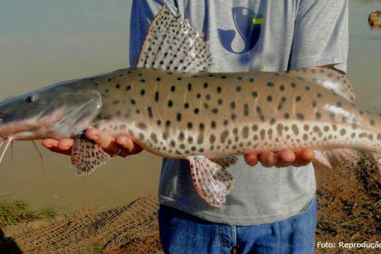 Audiência pública nesta terça (13) discute proibição da pesca comercial em MT por cinco anos
