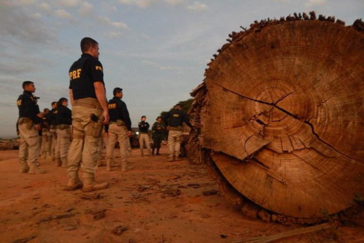 Em Mato Grosso, PRF realiza nivelamento de identificação de madeiras nativas e apreende, durante fase operativa, 983m³ de madeira