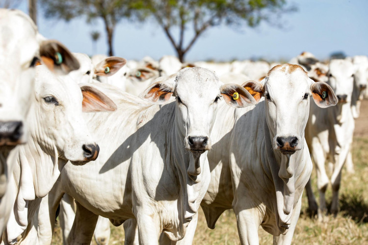 Rebanho bovino de Mato Grosso chega a 34,4 milhões de animais; Vila Bela é o segundo município com maior número de cabeças de gado de Mato Grosso