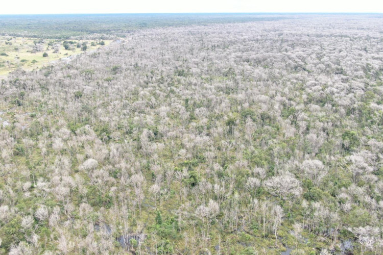 Operação Cordilheira sequestra propriedades e aplica multa de R$ 2,8 bilhões por desmate químico no Pantanal