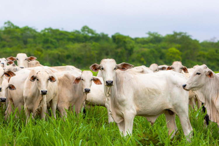 MT bate recorde histórico com abate de 627 mil cabeças de gado em maio